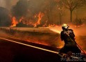 Устранение последствий лесных пожаров